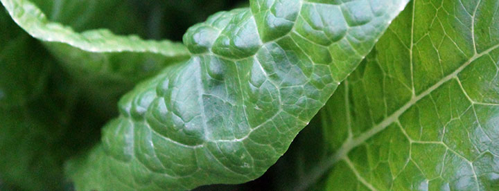 top 10 super foods spinach