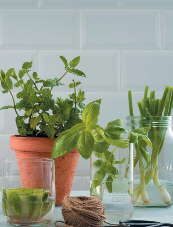 How to regrow herbs and vegetables