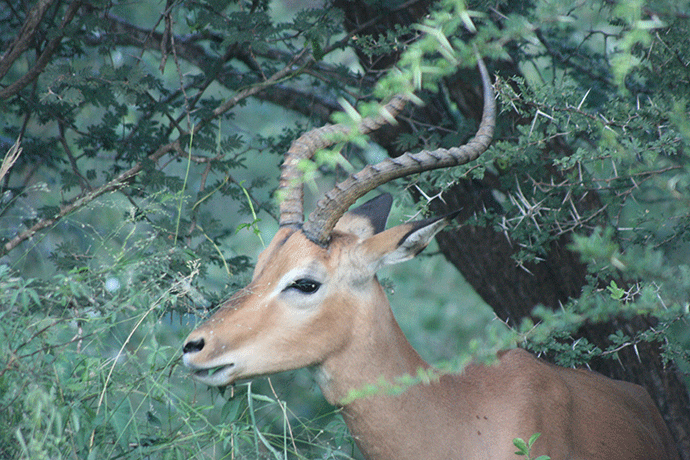 things to do in south africa's national parks impala