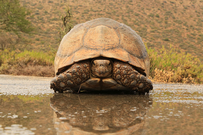 Camdeboo-National-Park-Leopard-tortoise