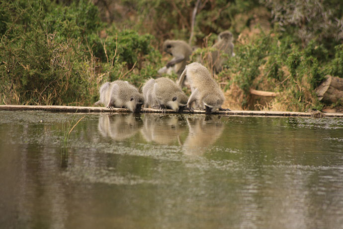 Camdeboo-National-Park-vervet-monkey