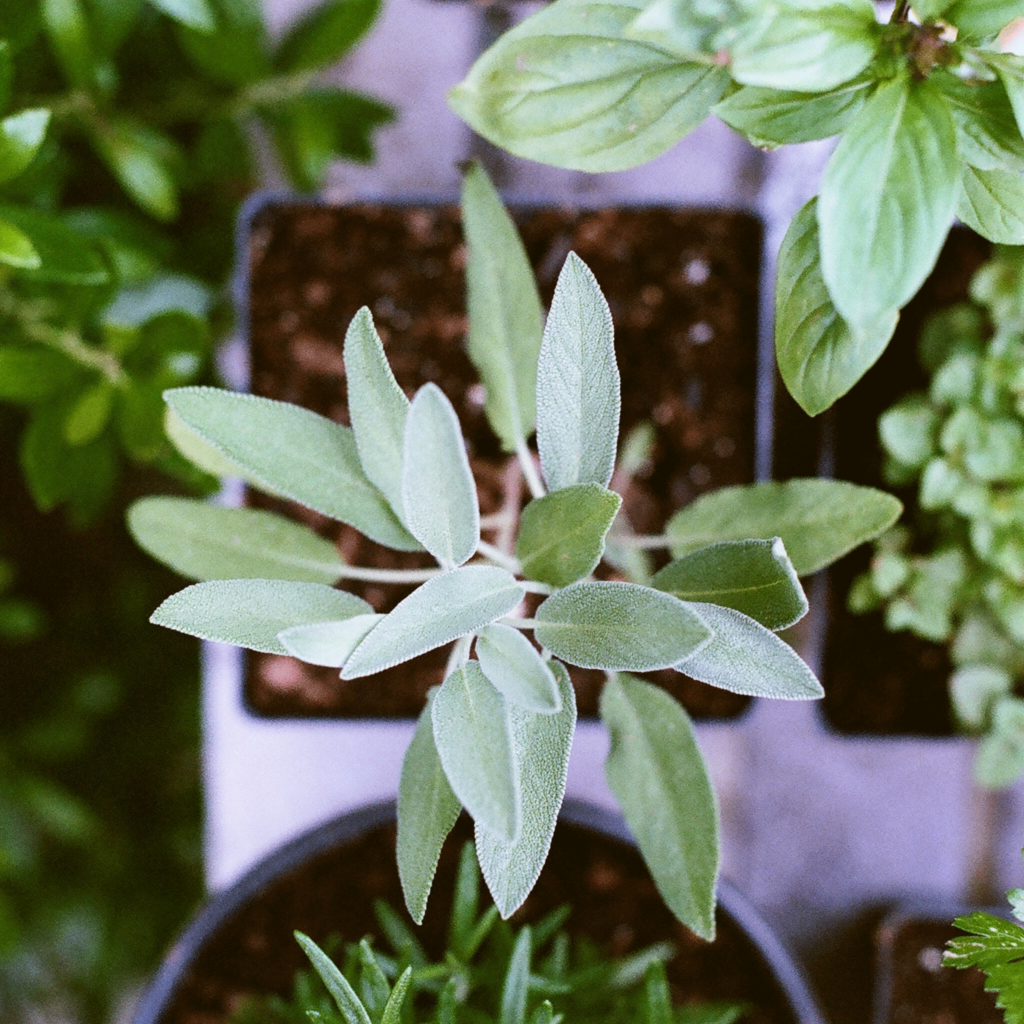 3 Inventive ways with herbs