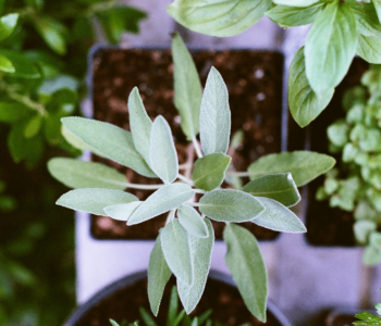 3 Inventive ways with herbs