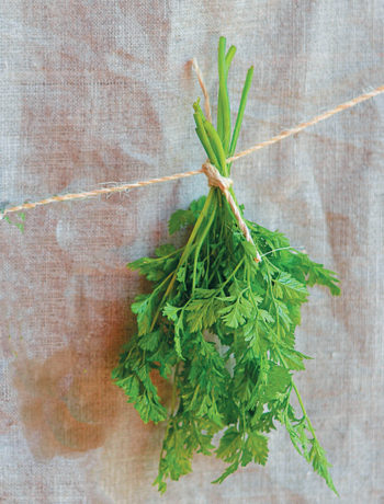 How to grow chervil