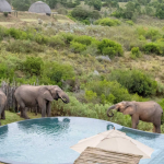 Escape to Gondwana Game Reserve 