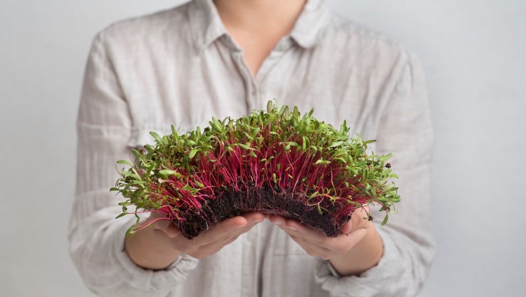 Microgreens