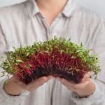 How to Grow Microgreens at Home this Winter