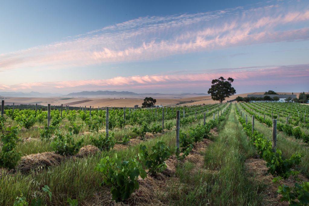 riebeek kasteel wine