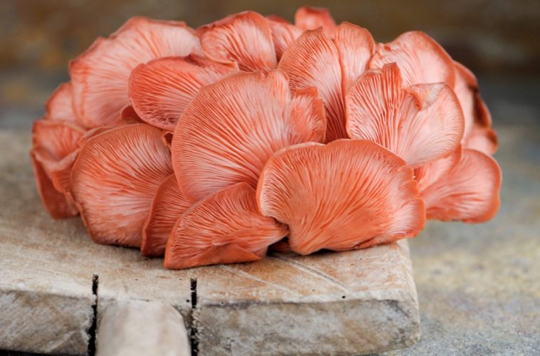 How to grow mushrooms at home