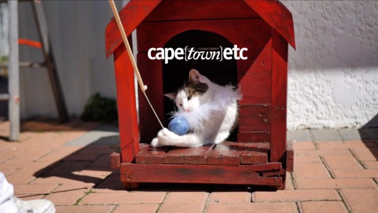 WATCH: coffee, cake and cat cuddles at Africa’s first cat café