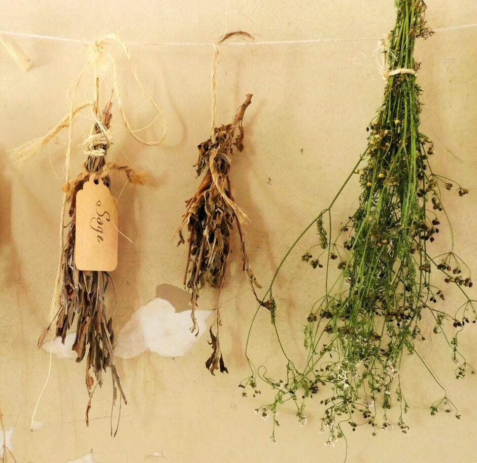 air drying herbs