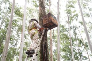 Honey beehives in forest