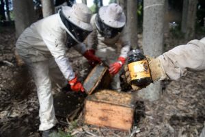 Beehive in forest with raw honey