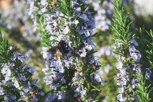 flowering rosemary