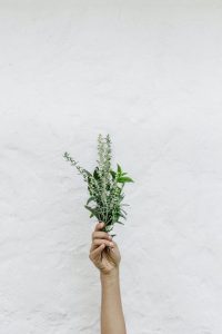 a hand holding a bunch of herbs