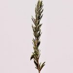 Everything you need to know about rosemary