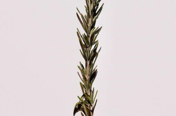 single sprig of rosemary