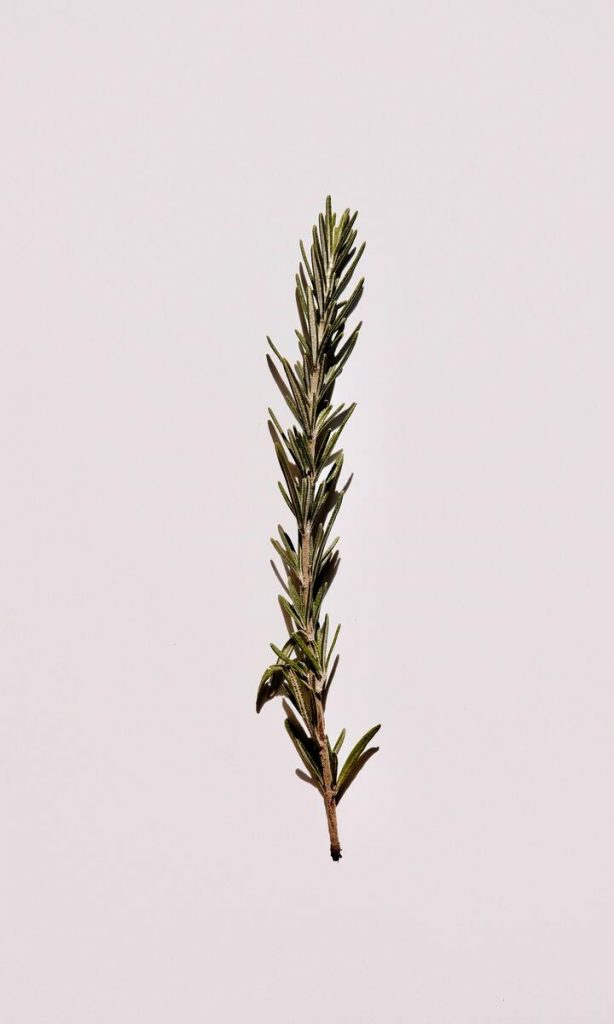 single sprig of rosemary