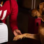 Plan a pet-cation at Radisson Red V&A Waterfront, Cape Town