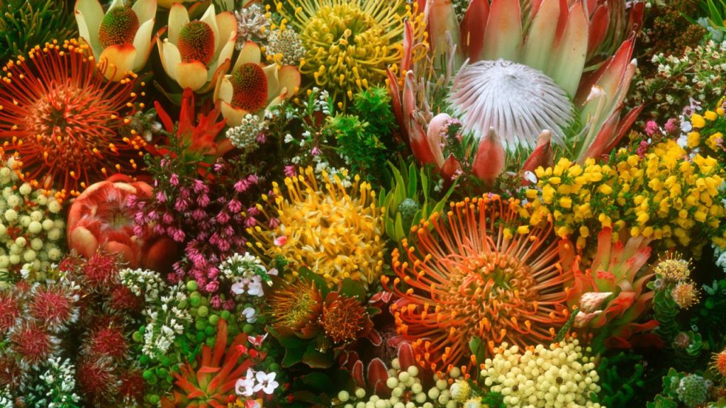 South African fynbos