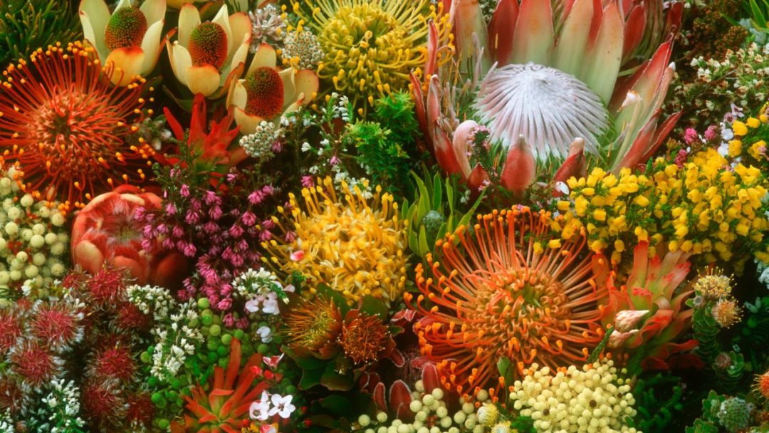 This fynbos tasting experience explores the Cape's botanical heritage