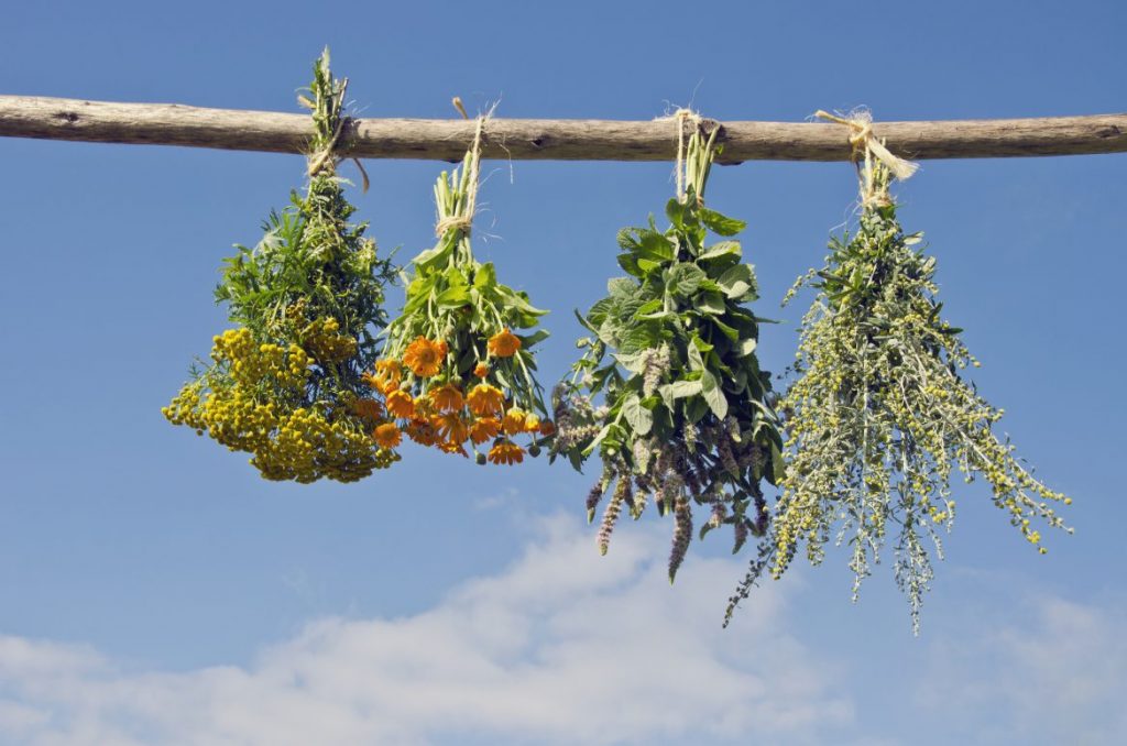 Drying herbs at home