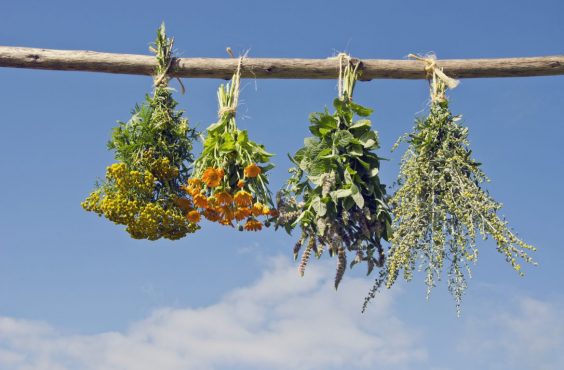 Drying herbs at home