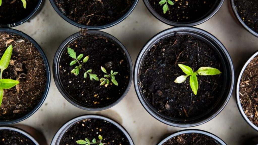 Herb garden