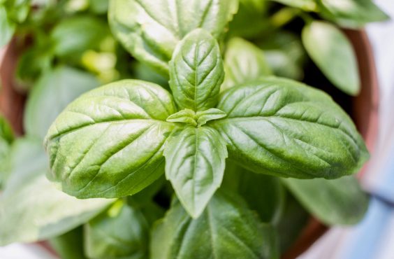 Basil
