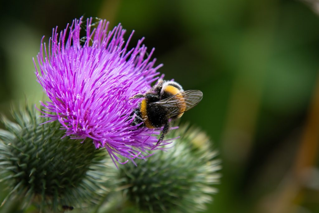 milk thistle flowering herb