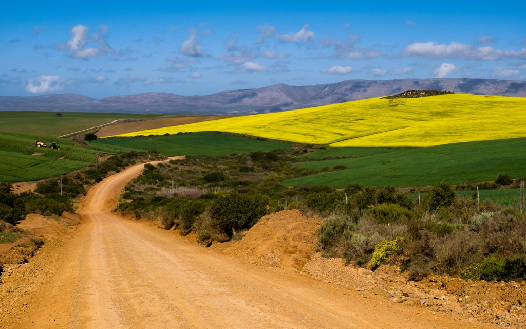 Swellendam Canola Fields