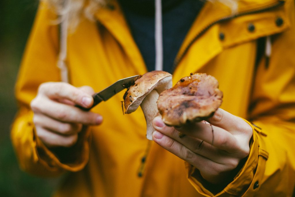 mushroom foraging