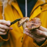 Mushroom foraging: 5 edible fungi in South Africa