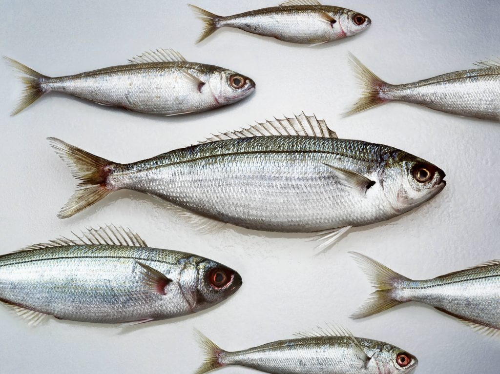 Mercury in fish