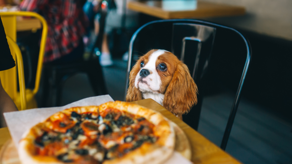 Pet-friendly restaurants