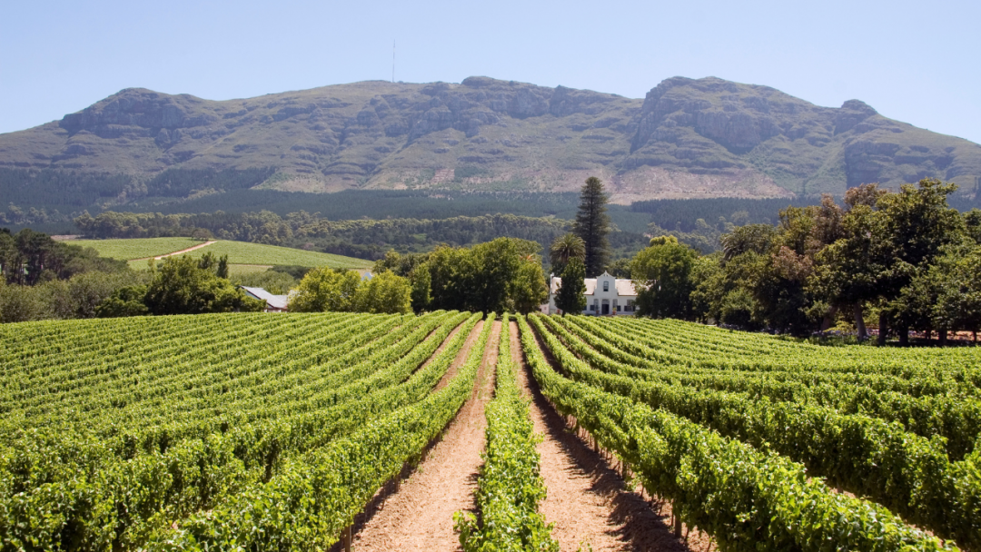 Travel for fine dining visit these wine farms for an exquisite