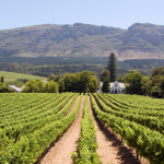 Travel for fine dining – visit these wine farms for an exquisite experience