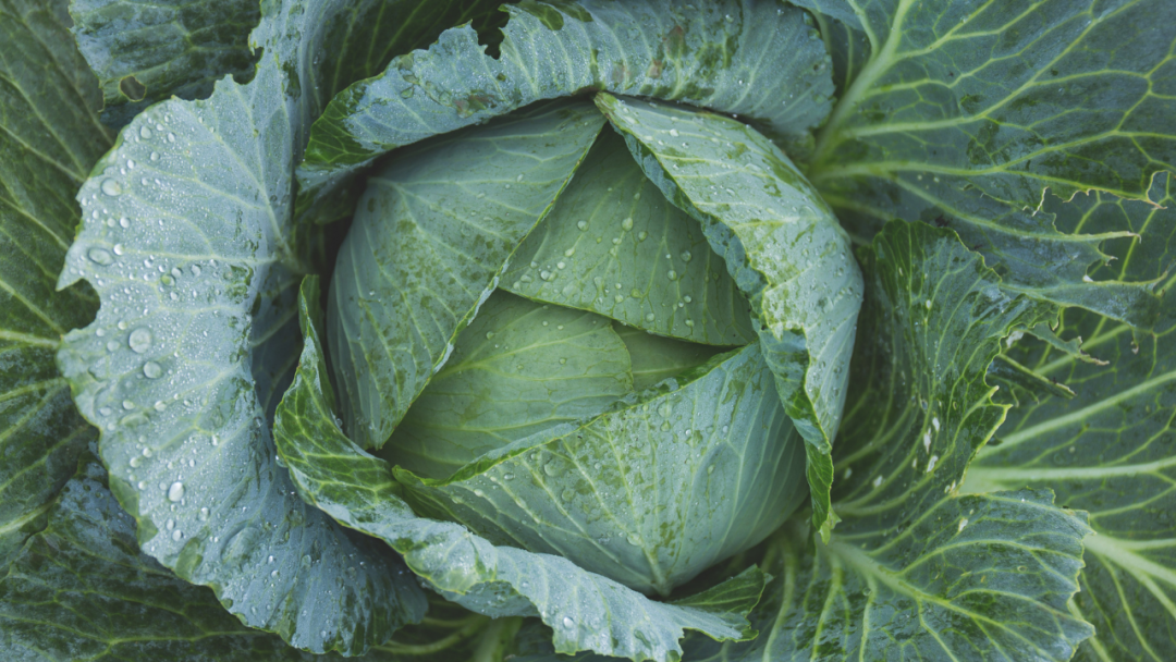 Cabbage