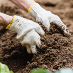 Grow your own first aid kit in your garden