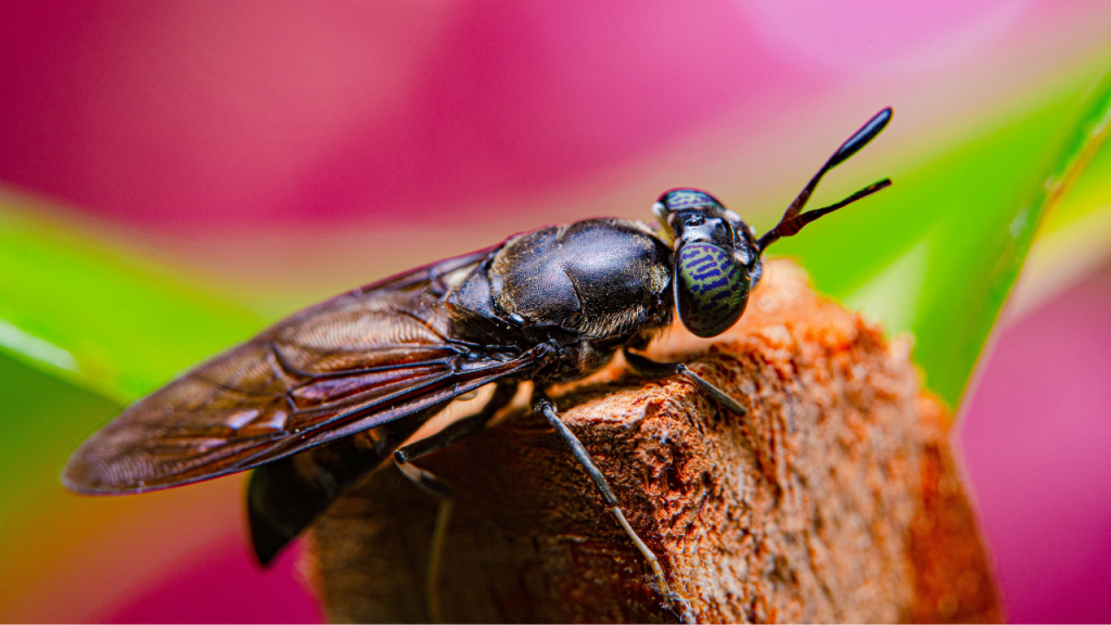 Insects and food