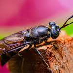 Grubbs up: insects and food