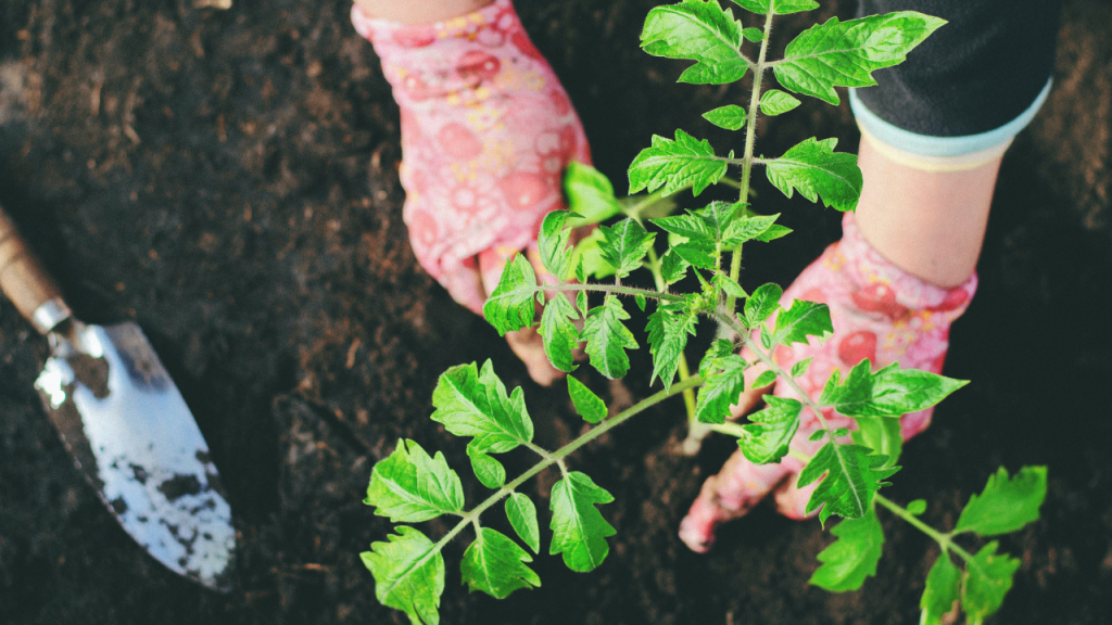 Veggies, fruit and herbs to plant right now for spring - feature image