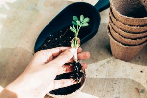 planting for spring - veggies, herbs, fruits (1)