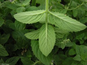 African wild mint