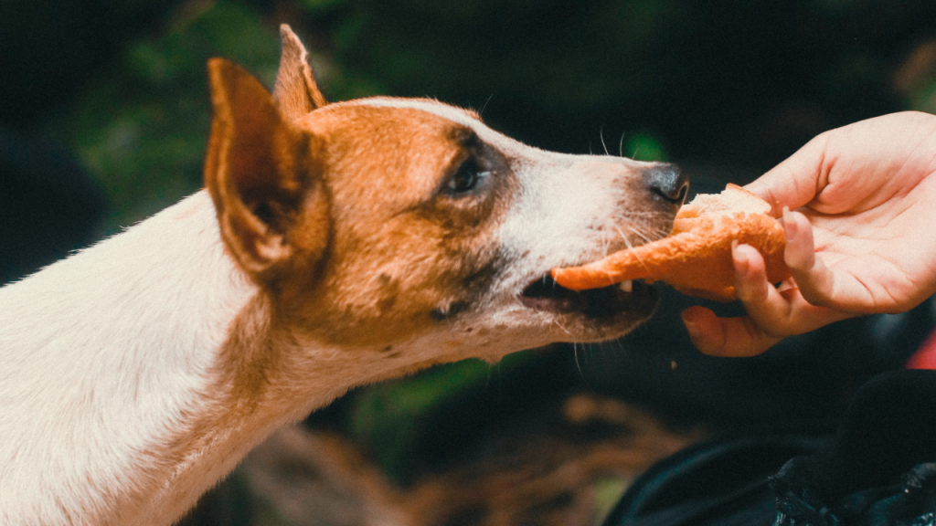 Foods you should never feed your dog feature image