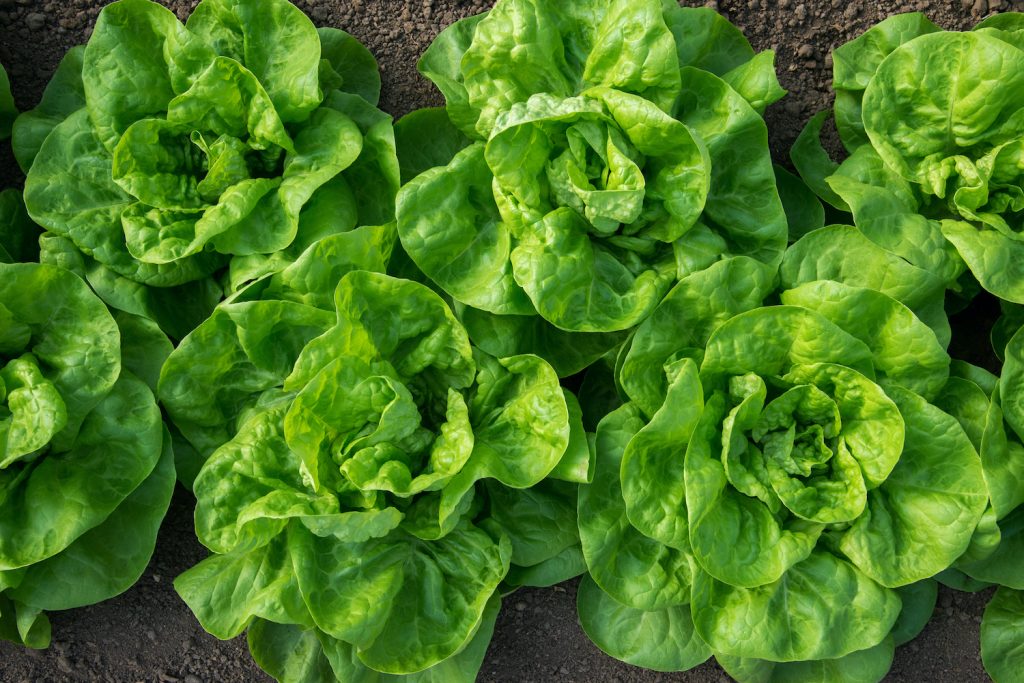 fresh lettuce