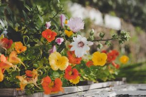 Nasturtium