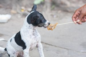 food you should never feed your dog 1