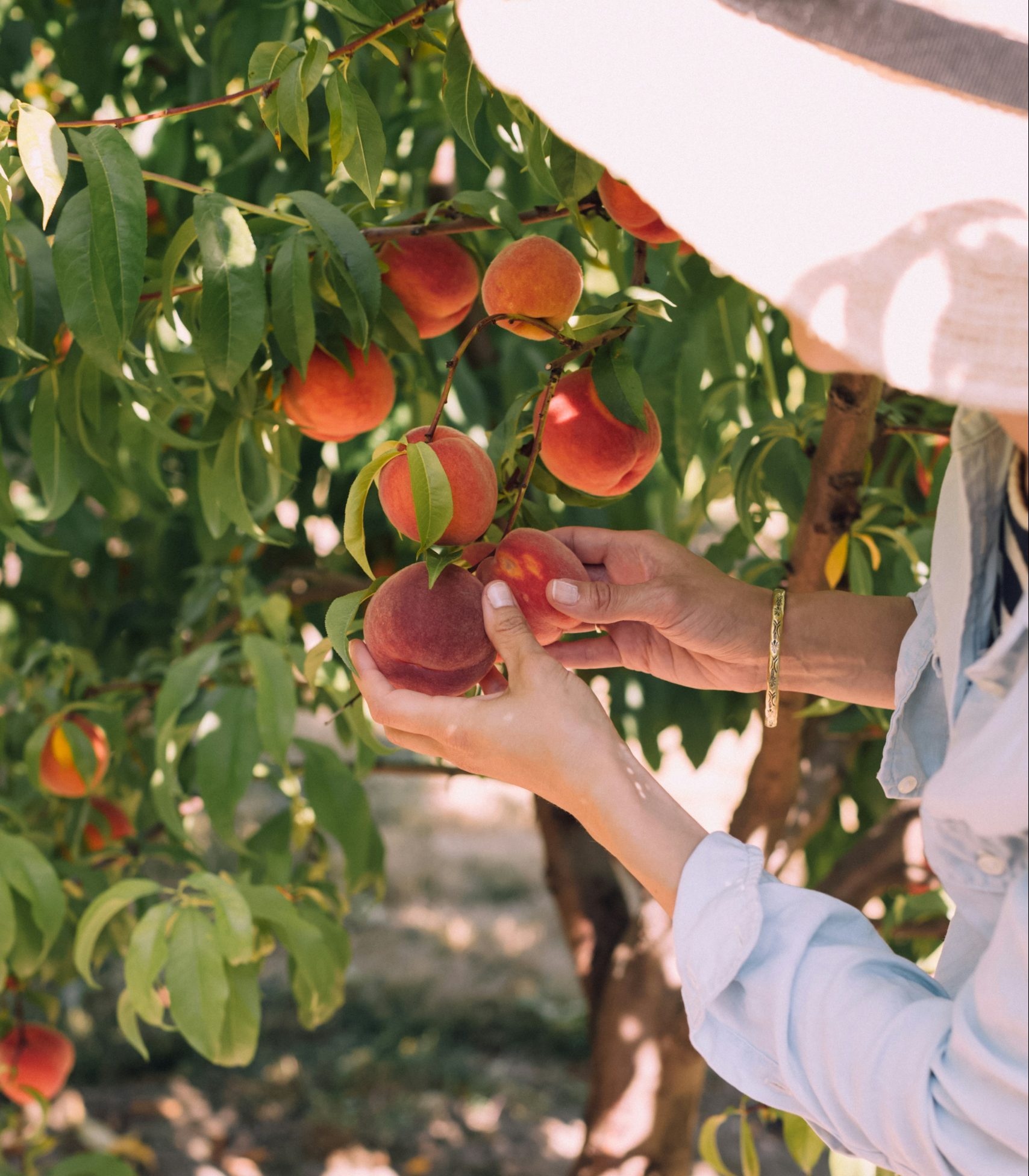 fruit picking