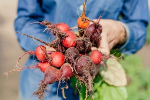 Spier-Food-Garden-Beets (1)